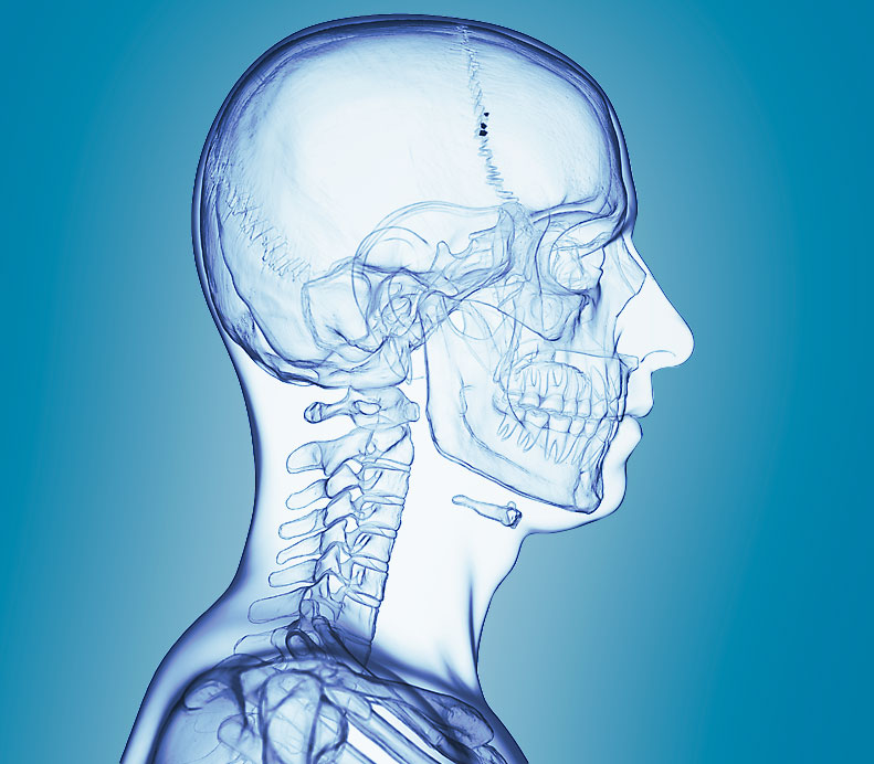 Röngenbild eines Kofpfes, der das komplexe Kausystem zeigt